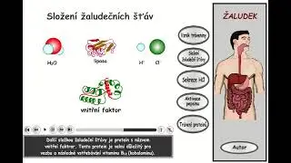Trávení, část 9: Žaludek - složení žaludeční šťávy