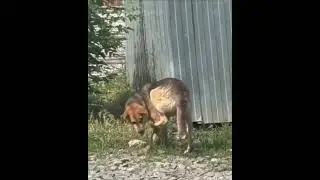 Когда ешь вкусняшку и ругаешь себя за это
