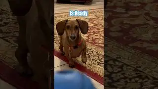 Dachshund is Ready to Play Ball and have Fun!!  #Shorts #funnydogs #pets