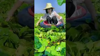 Harvest Water Chestnuts #satisfying #farming #natural