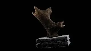 Fotogrametria 3D asta de ciervo
