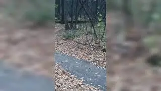 В Арбековском лесу был замечен леший