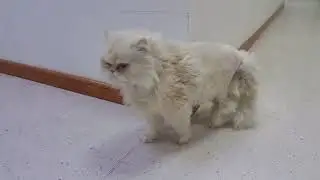 Cat's recovery after surgery on dislocated hip
