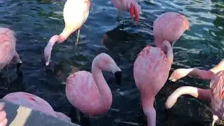 Marriott Desert Springs Flamingos