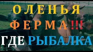 Оленья ферма в Подмосковье. Львовские пруды. Идеальное место для рыбалки