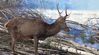 Олень 🦌 атакует Деда! Вот как это было?