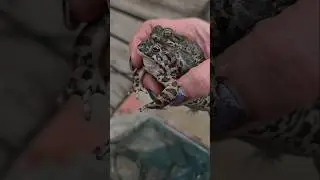HE WILL DROWN HER!😱!Rescue operation😍