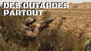Chasse à l’outarde        DES OUTARDES  PARTOUT (bernache)