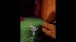 Ist ya boi