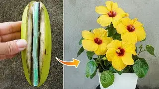 You will be surprised when you propagate hibiscus this way | growing hibiscus in a banana
