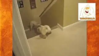Umorilla Как собака и кошка учит потомство As the dog and cat teaches offspring