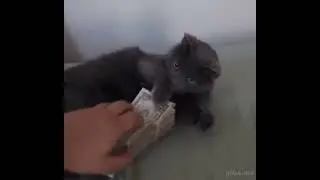 Деньги gif