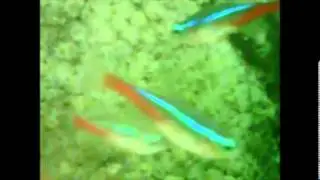 JUST RELAX