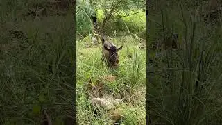 АФРИКАНСКАЯ КОЗА НА ПРОГУЛКЕ AFRICA MOZAMBIQUE GOAT #shorts #goat #travel #коза #africa