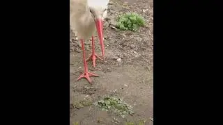 Ручной аист ест колбасу 😁