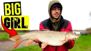FEEDER FISHING THEY JUST KEPT COMING -DAY 16