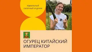 Вот это размер!🥒обзор и дегустация длинноплодного огурчика Китайский Император | УСАДЬБА-СЕМЕНА