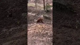 Дикие кабаны… маленькие, худые, молодые 🐗 