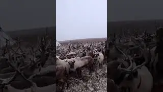 Reindeer husbandry of the northern peoples of Russia. #nomads #reindeer #north #north