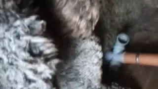 Окот, двойня. Романовская порода.