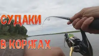 Рыбалка на Оби с Константином Кузьминым Часть 2 - Ловим судака