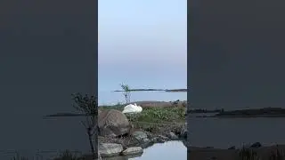 Swan Experiment