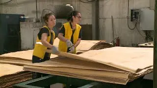 Производство фанеры, швейка, пекарня, уборка картофеля. Как работают осужденные в колонии-поселении