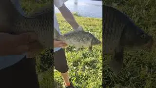 Классный тузик😀 #рыбалка #fishing #топ #рек #top #trending #reels #рыбаки #carpfish #карп #фидер