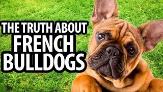 Discover Why French Bulldogs are The Most Popular Breed