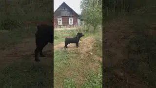джим царь горы