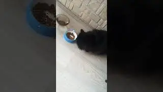 #cat #кошки #кисонька #кошка #миша
