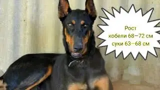 Порода: Доберман
