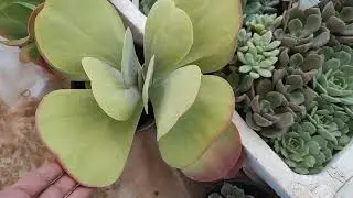 Geçen ay çektiğim videolarım birkacgün arayla paylaşacağım iyi seyirler🤗🌺🍀🌵🌱