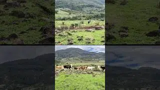 Minni Ranch vlog!!#shorts #mexico #rancho #vlog