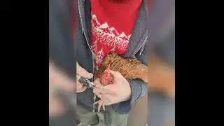 Beak trimming.