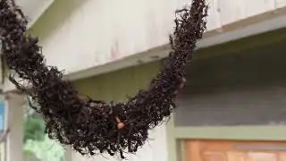 Ants makes bridge to invade wasps 