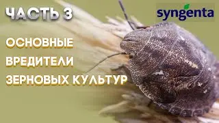| ЗЕРНОВЫЕ ЧАСТЬ 3 | Основные вредители зерновых культур и меры борьбы с ними |SYNGENTA |