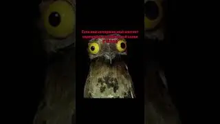 Ютуб решил отъехать) #shorts #short #новыйканал