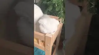 Мама с дочками 