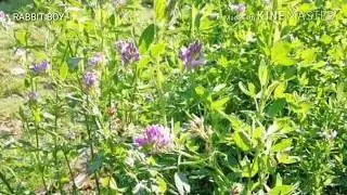 Cara mananam rumput ALFALFA dan rumput MOMBACA F1 manfaat rumput alfalfa dan mombaca buat ternak