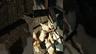 петушки #жизньвдеревне #chicken #nature