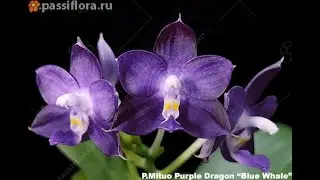 P Mituo Purple Dragon “Blue Whale” невероятно, чернильно голубого цвета  Изысканный и ароматный