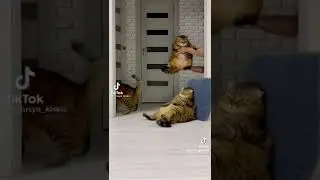 ШОК,КОШКА ДЕЛАТЬ ВАЙ БИЛЯ