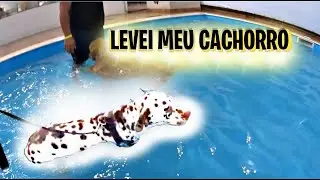 Meu cachorro ficou com medo de entrar na piscina😂😂😂