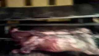 il toro di san marco