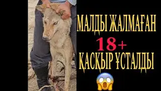 Малды қырған қасқыр 😱
