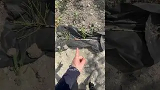 Штамбовая Роза в Прикопе #розыартема #штамбовыерозы #розы #розыштамбы #дача #уходзарозами