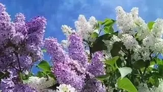 Я тебе, конечно, верю / Людмила Берлинская и Игорь Капитонников