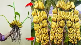 Wonderful...! How to Grafting Banana With Aloe vera To Has a lot of Fruit
