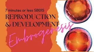 REPRODUCTION AND DEVELOPMENT Embryogenesis SB015